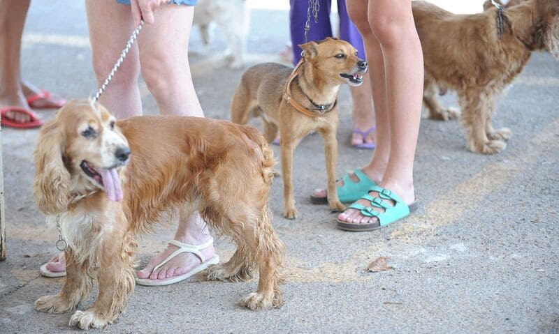 Outubro Rosa Pet alerta para câncer de mama em animais