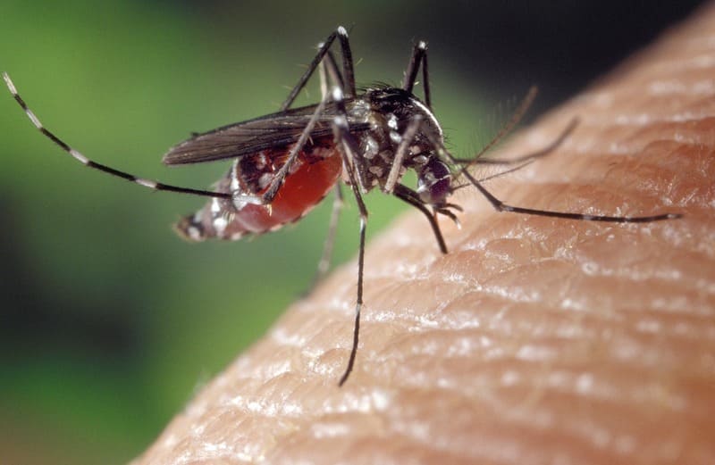 Aumenta preocupação com doenças ligadas ao Aedes aegypti