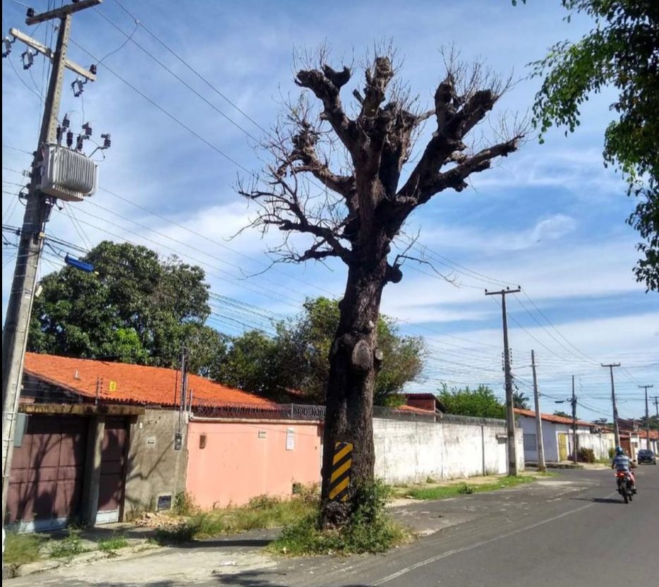 Derrubada árvore que ficava no meio da rua no bairro Itaperu