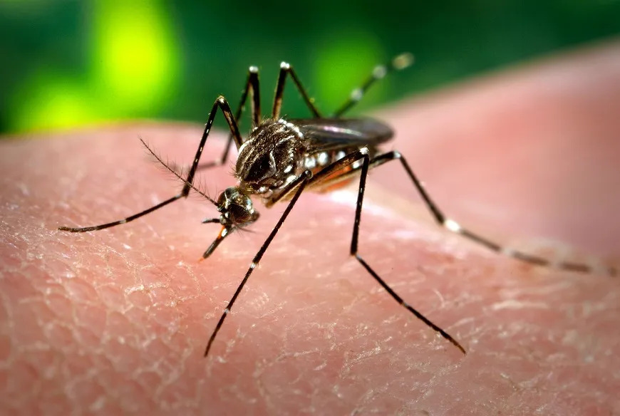 Piauí: número de casos de dengue aumenta em 610%
