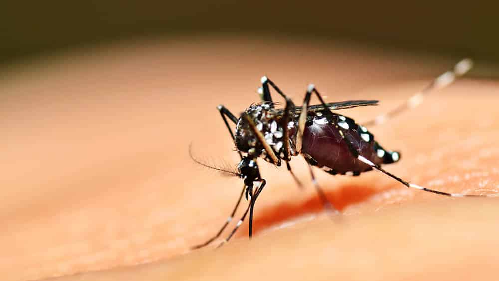 Piauí tem alta de 765% nos casos de dengue e 5.417% de Chikungunya
