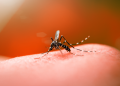 Piauí tem alta de 765% nos casos de dengue e 5.417% de Chikungunya