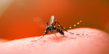 Piauí tem alta de 765% nos casos de dengue e 5.417% de Chikungunya