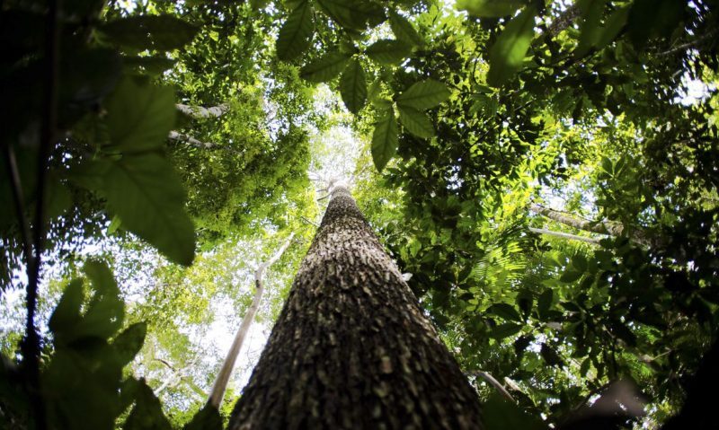 Bioma amazônico tem 40 mil espécies só de plantas