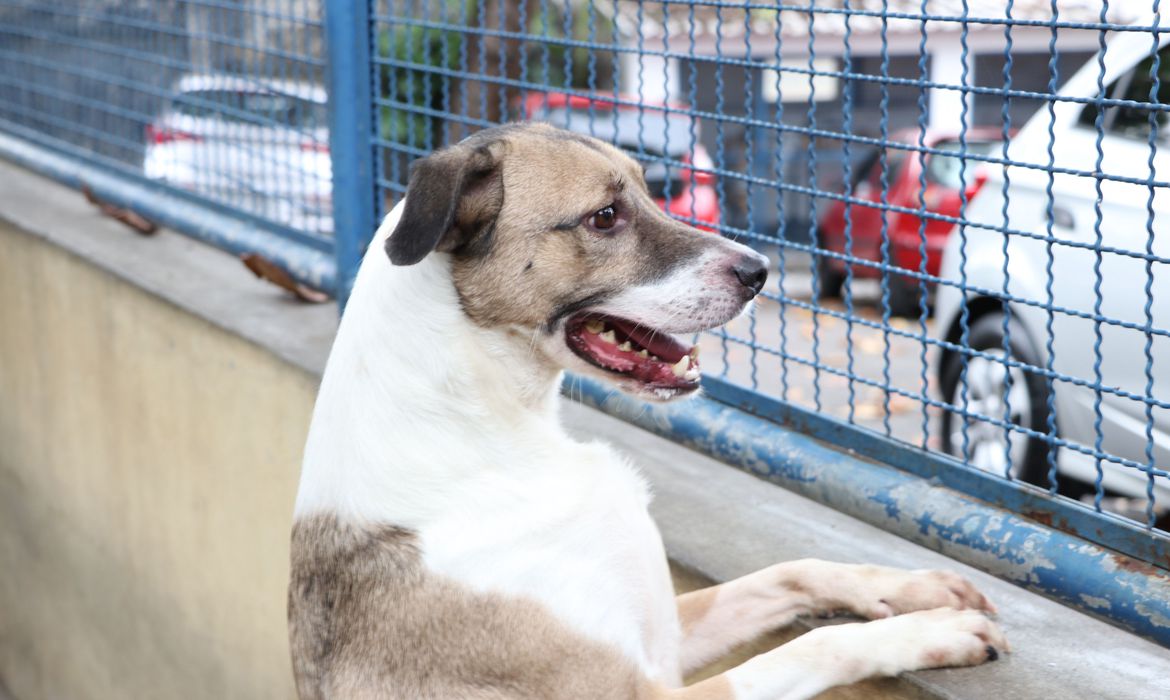 Fogos podem perturbar os pets; veja como evitar