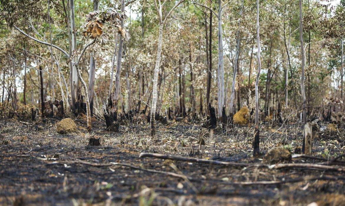 Brasil queimou 21,8% do seu território em quase quatro décadas