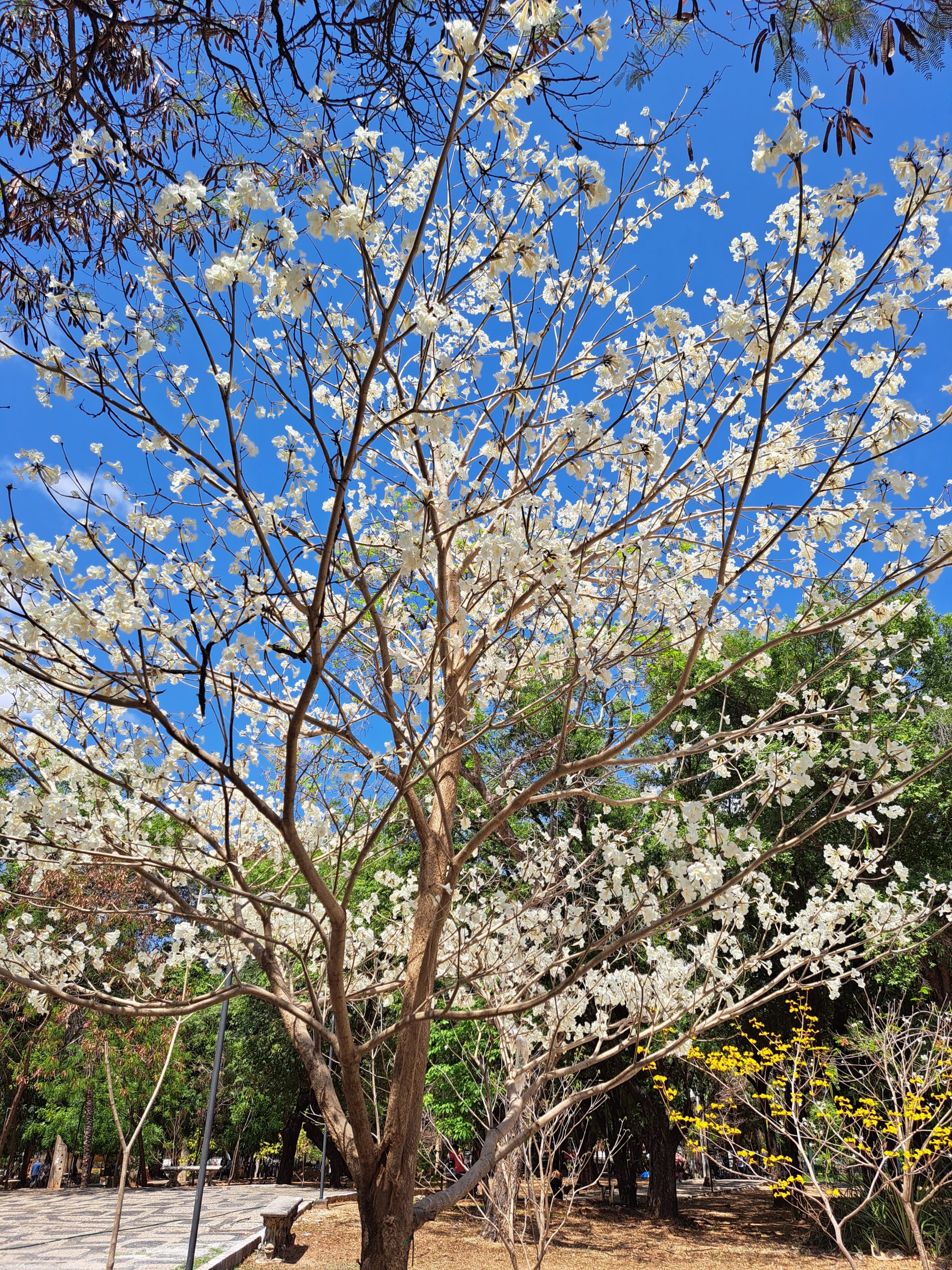 As cores dos ipês