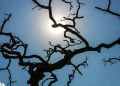 Brasil tem recorde da temperatura média pelo quarto mês seguido