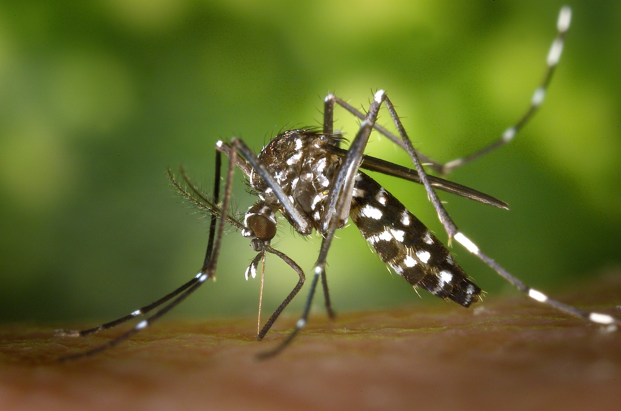 Casos de dengue no Brasil aumentam 15,8% em 2023