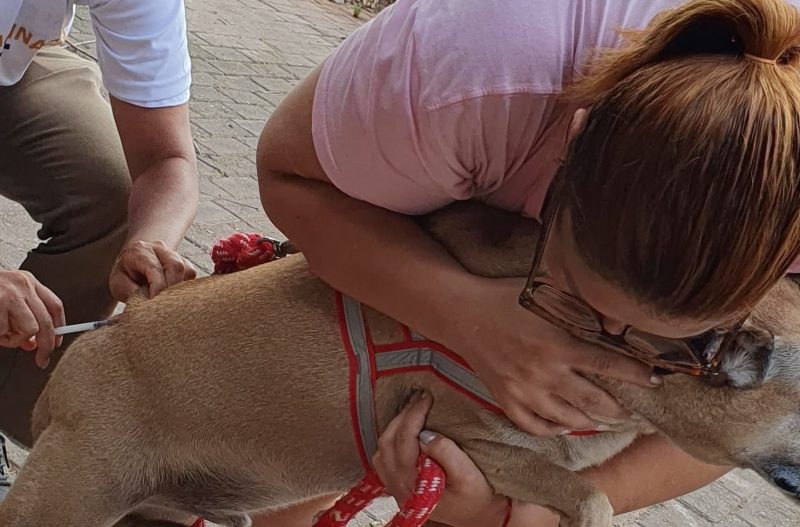 Próxima fase da vacinação de cães e gatos em Teresina será dia 9, sábado