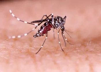 FMS alerta para cuidados com o mosquito da dengue