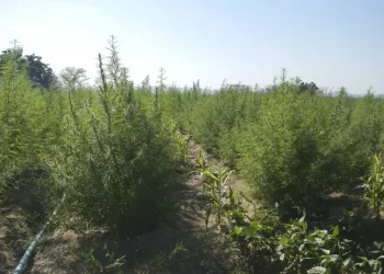 STF fixa 40g de maconha para diferenciar usuário de traficante