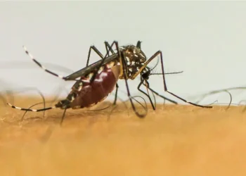 Com 6,3 milhões de casos prováveis, Brasil lidera ranking de dengue