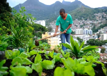 Nova lei pretende estimular a produção de alimentos nas cidades