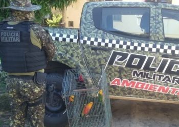PM-PI descobre venda ilegal de aves em grupo de WhatsApp