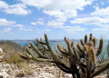 Estudo vê chance de recuperação de meio milhão de hectares de caatinga