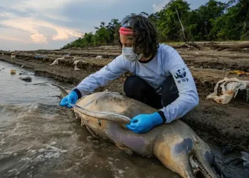 Mudanças climáticas já interferem em secas e cheias na Amazônia