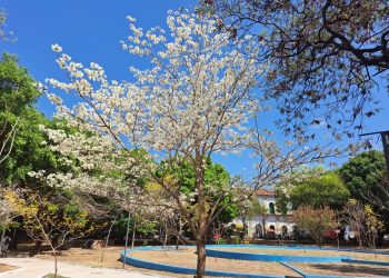 Floração dos ipês acontece no período de baixa umidade