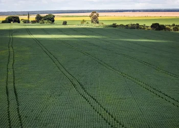 Em menos de quatro décadas, área destinada ao plantio de soja cresce nove vezes