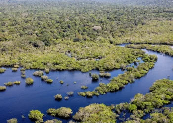 Quase todos biomas registram redução do desmatamento