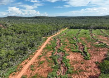Piauí reduziu em mais de 12% o desmatamento ilegal em 2024, aponta MapBiomas