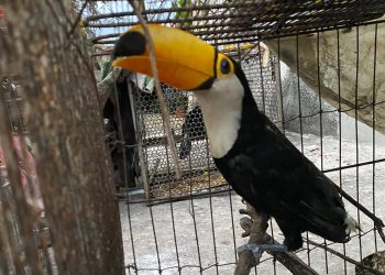 Polícia resgata 70 animais silvestres durante operação no Norte do Piauí