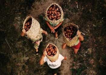 Quebradeiras de coco: documentário Babaçu Livre será lançado em Teresina nesta terça