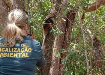 Semarh: 77 animais estão em tratamento para retorno à natureza