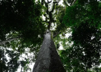 Presidente Lula sanciona lei do licenciamento ambiental com 63 vetos