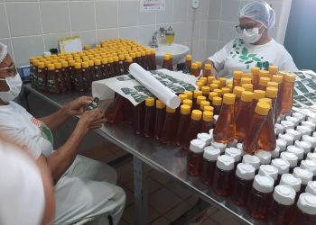 Após tarifaço, Piauí busca novos mercados para exportar o mel