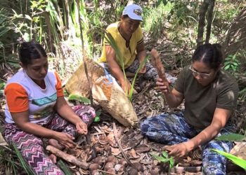 No Piauí, quebradeiras vão criar primeira fábrica de sabonetes artesanais feitos com óleo de coco