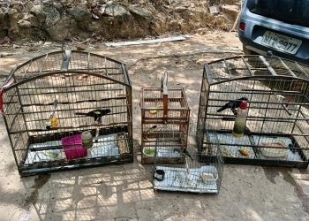 Operação conjunta da PM e Ibama apreende armas e resgata animais silvestres no Piauí