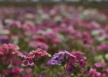 Primavera começa com chegada de frente fria, temporais e fortes ventos, diz Inmet