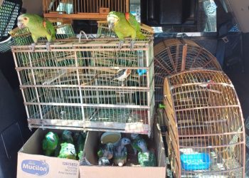 PRF resgata 14 aves silvestres mantidas em cativeiro ilegal na BR-316, no Piauí