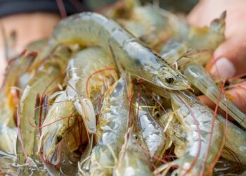 Produção de camarão no Piauí cresce 23% e fatura R$ 85 milhões em 2024