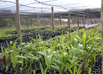 Maranhão na COP 30:  programa Floresta Viva mostra o caminho para a preservação