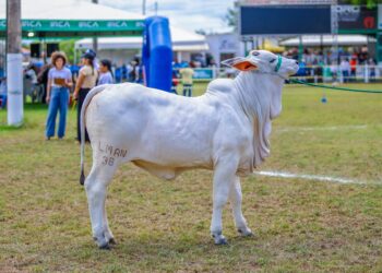Expoapi 2025 abre programação com a tradicional cavalgada e show infantil neste domingo