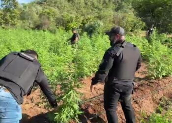 Operação conjunta da Polícia do PI, MA e PE destrói roça de maconha
