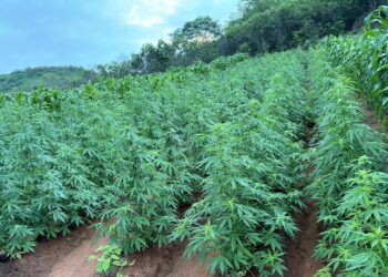 Polícia do Piauí localiza plantação com 115 mil pés de maconha