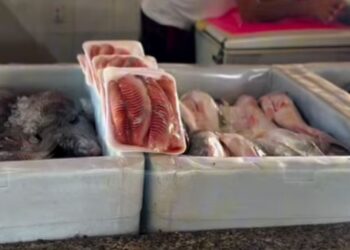 Muito cuidado ao consumir pescados na Semana Santa; saiba os riscos