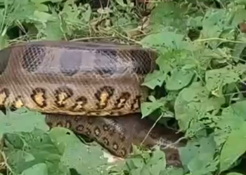 Sucuris são flagradas devorando pequenos animais na área urbana de Teresina