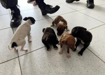 Polícia resgata filhotes de cachorro após denúncia de maus-tratos