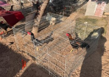 Polícia cumpre mandados contra influenciadoras por jogos ilegais