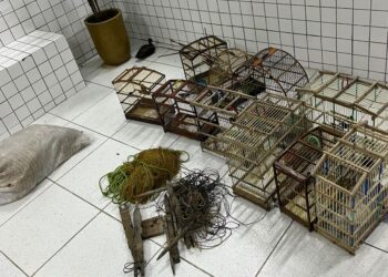 Polícia Militar apreende 40 aves silvestres no município de Buriti dos Lopes, no Piauí