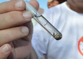 Prefeitura institui comitê técnico para combater a dengue em Teresina