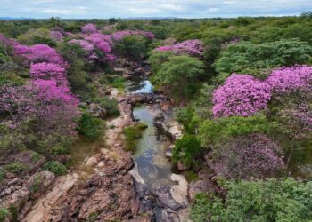 Florada dos ipês transforma região do Cânion do Rio Poti, no Piauí, em um belo cartão postal