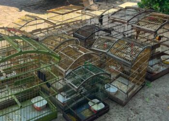 PMPI resgata 16 aves silvestres mantidas ilegalmente em cativeiro