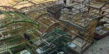 PMPI resgata 16 aves silvestres mantidas ilegalmente em cativeiro