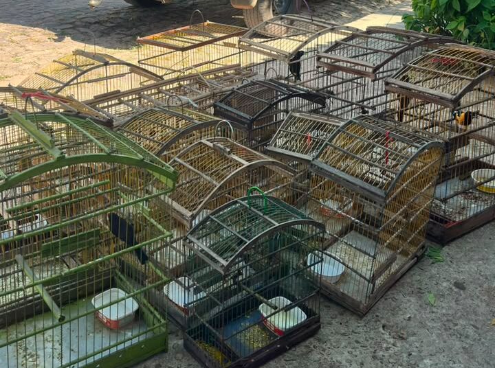 PMPI resgata 16 aves silvestres mantidas ilegalmente em cativeiro