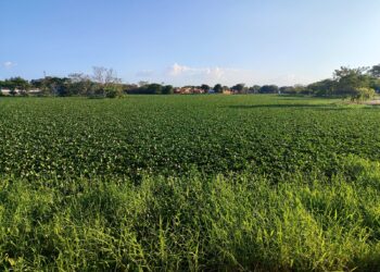 Lagoa do Parque do Mocambinho está coberta por aguapés